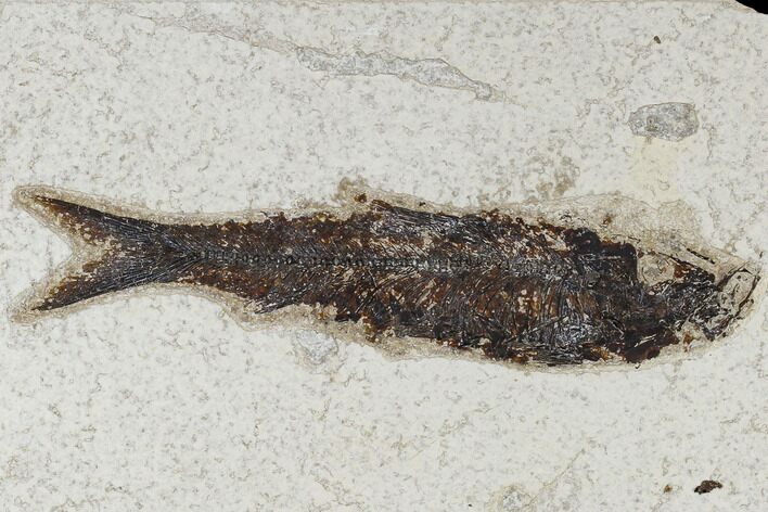 Fossil Fish (Knightia) - Green River Formation #113959